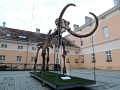 Kikinda Museum- Impressive steppe mammoth skeleton found nearby